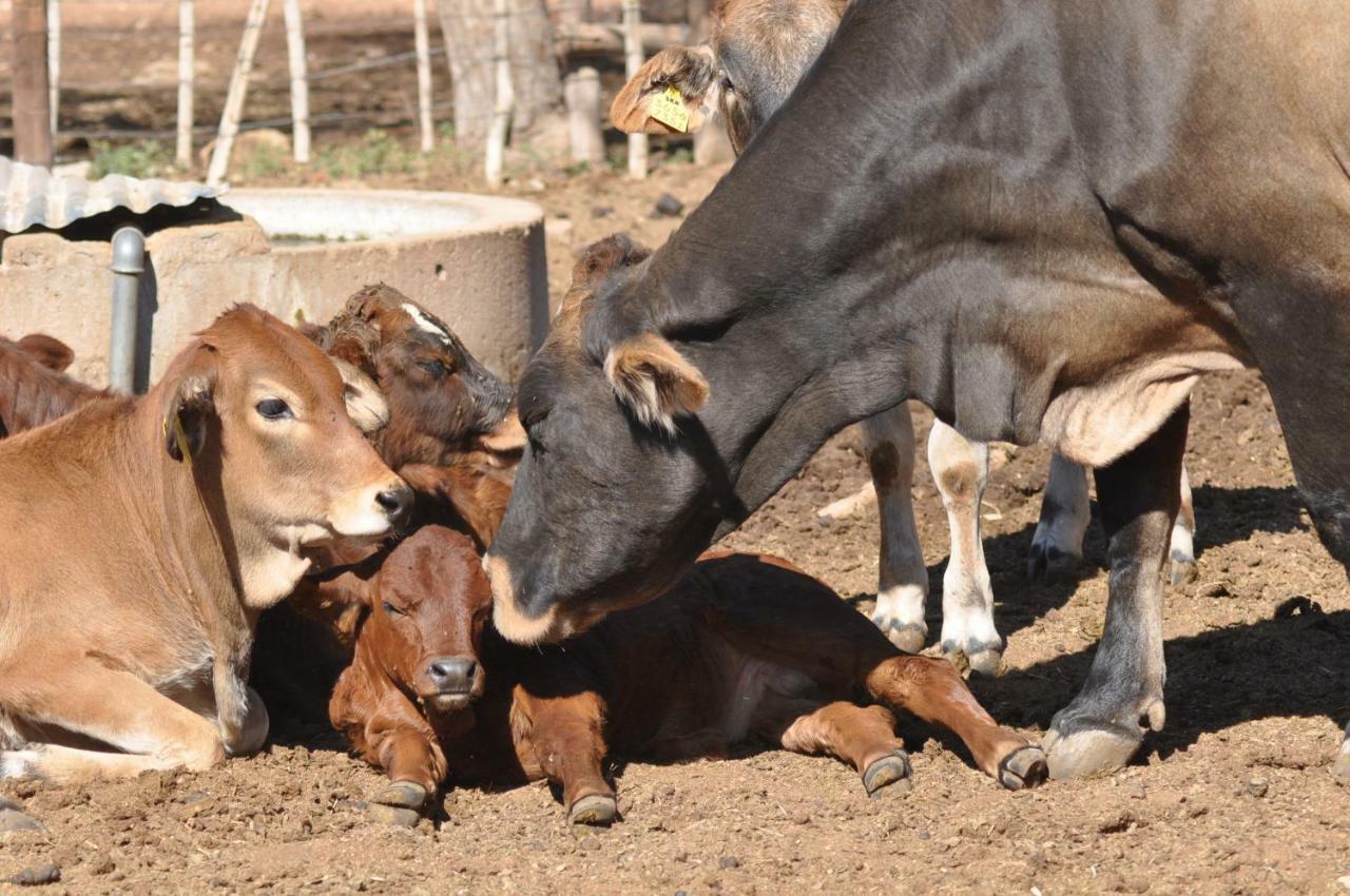 Willa Haasenhof Gastefarm Okahandja Zewnętrze zdjęcie